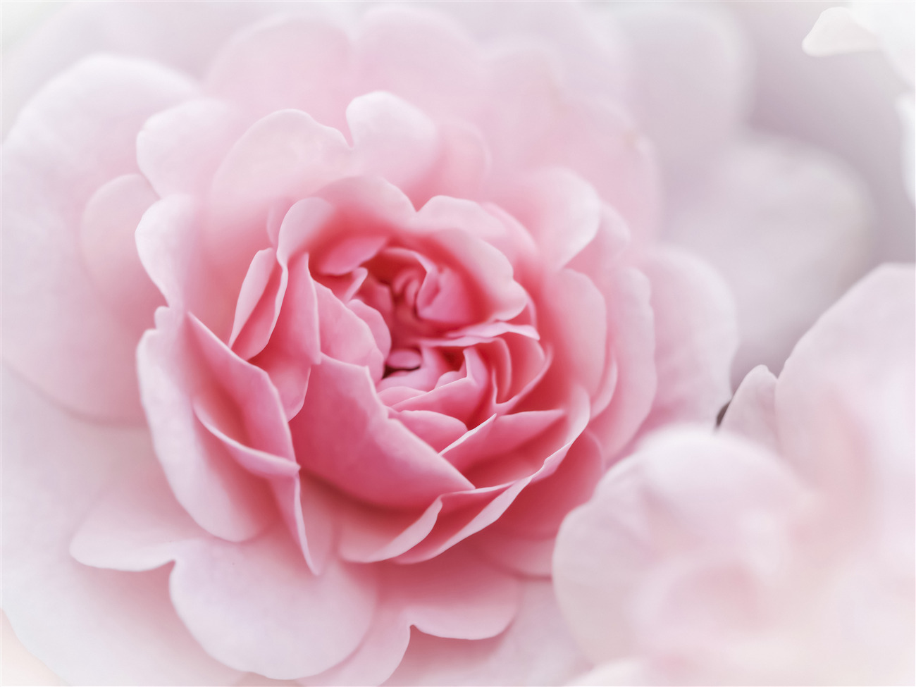 Last Product image