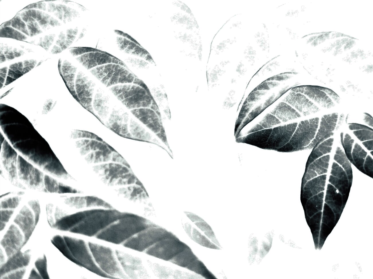 Last Product image