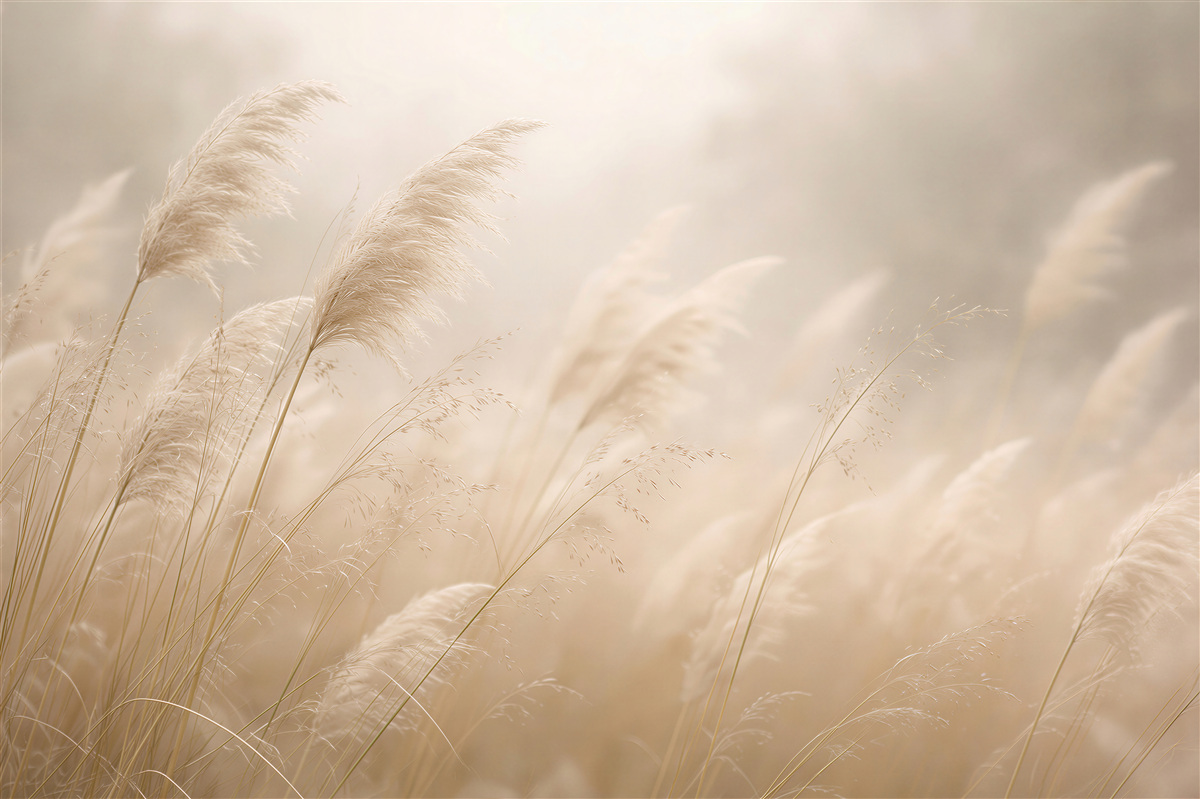 Fototapeten Goldene Gräser im Morgenlicht