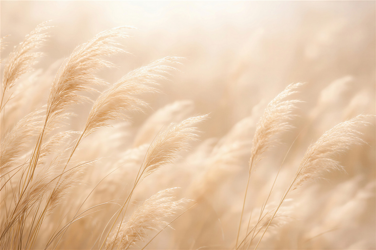 Fototapeten Goldene Gräser im zarten Glanz