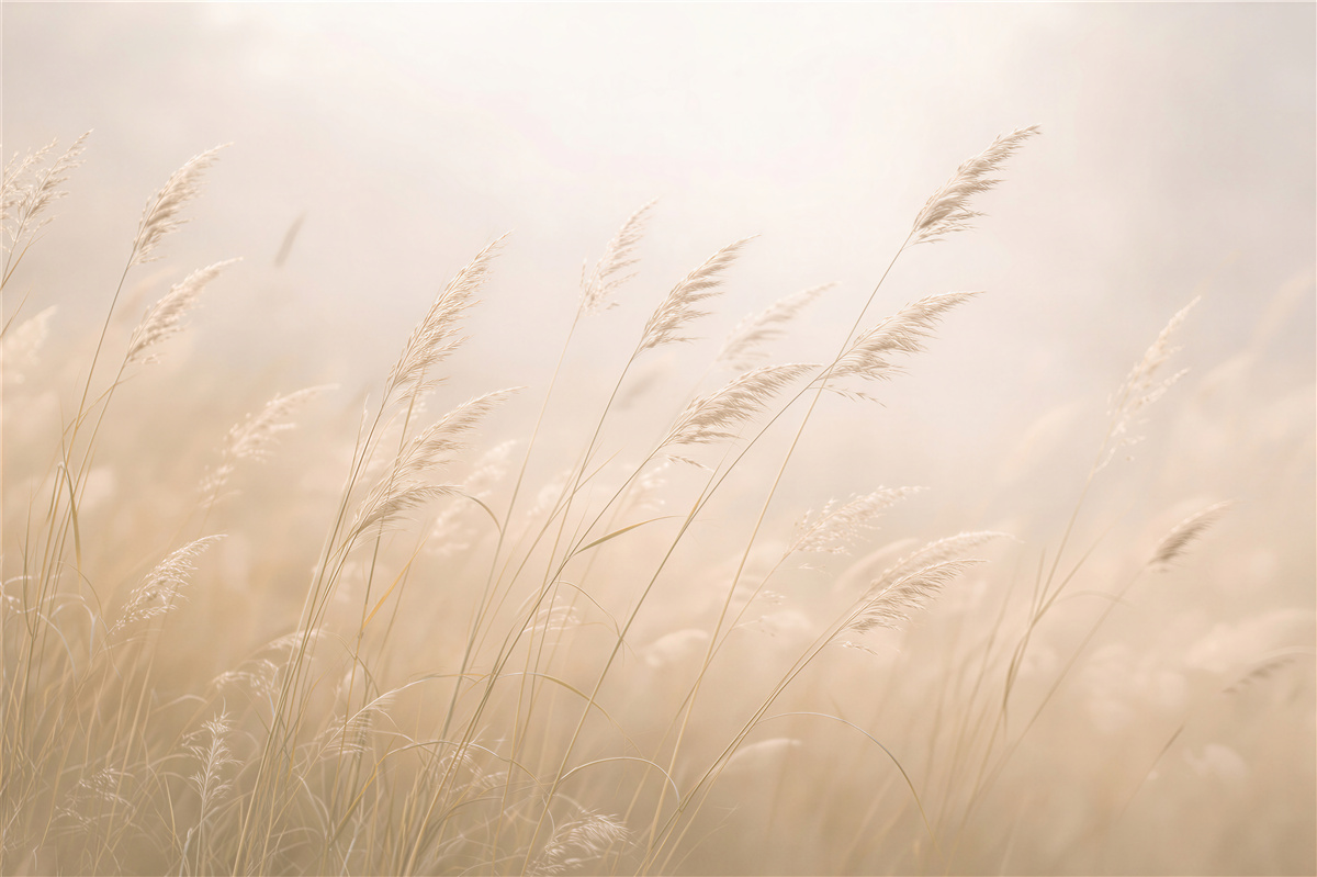Fototapeten Goldene Gräser im Morgenlicht