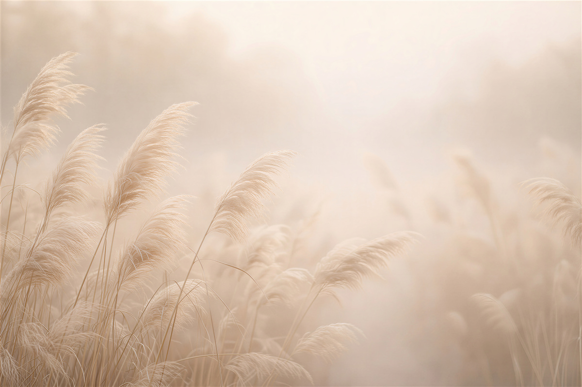 Fototapeten Zarte Gräser im goldenen Nebel