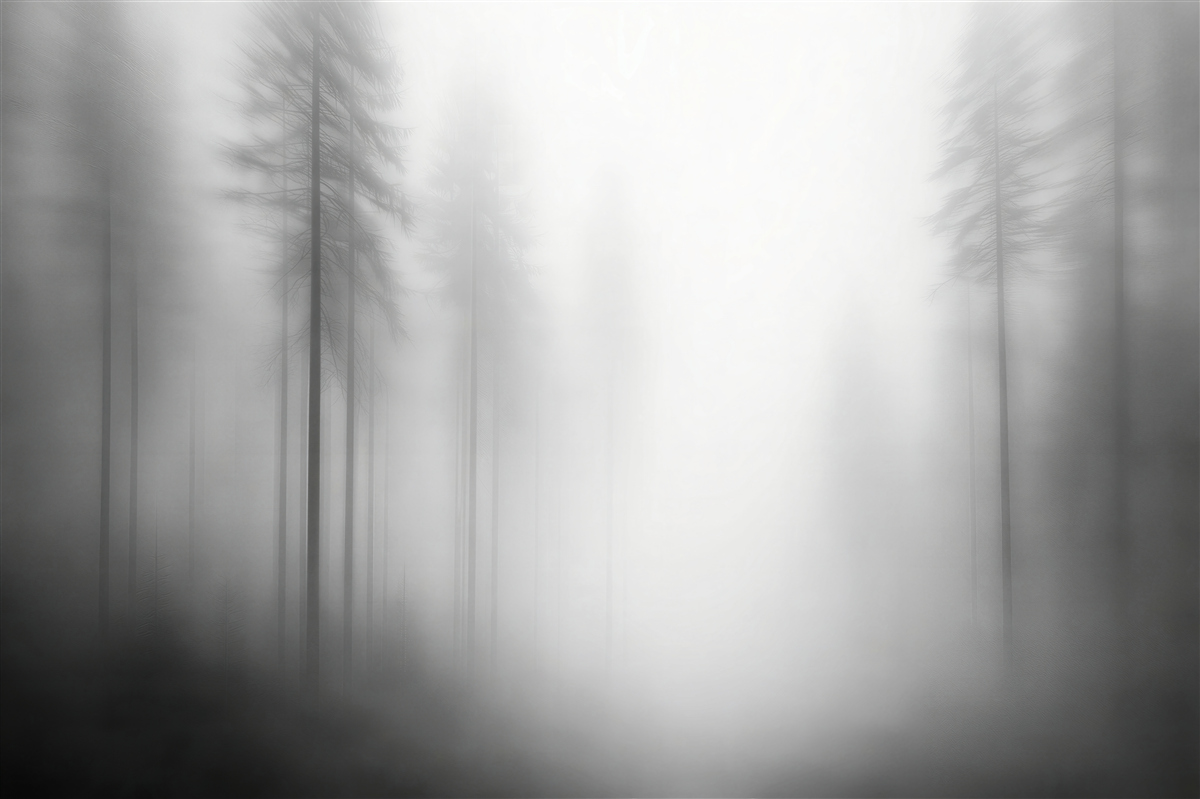 Fototapeten Nebelwald im silbrigen Licht
