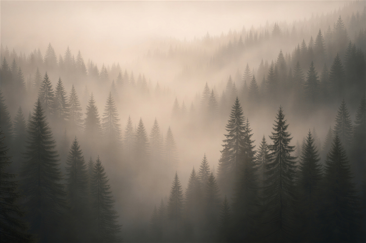 Fototapeten Nebliger Fichtenwald im Morgengrauen