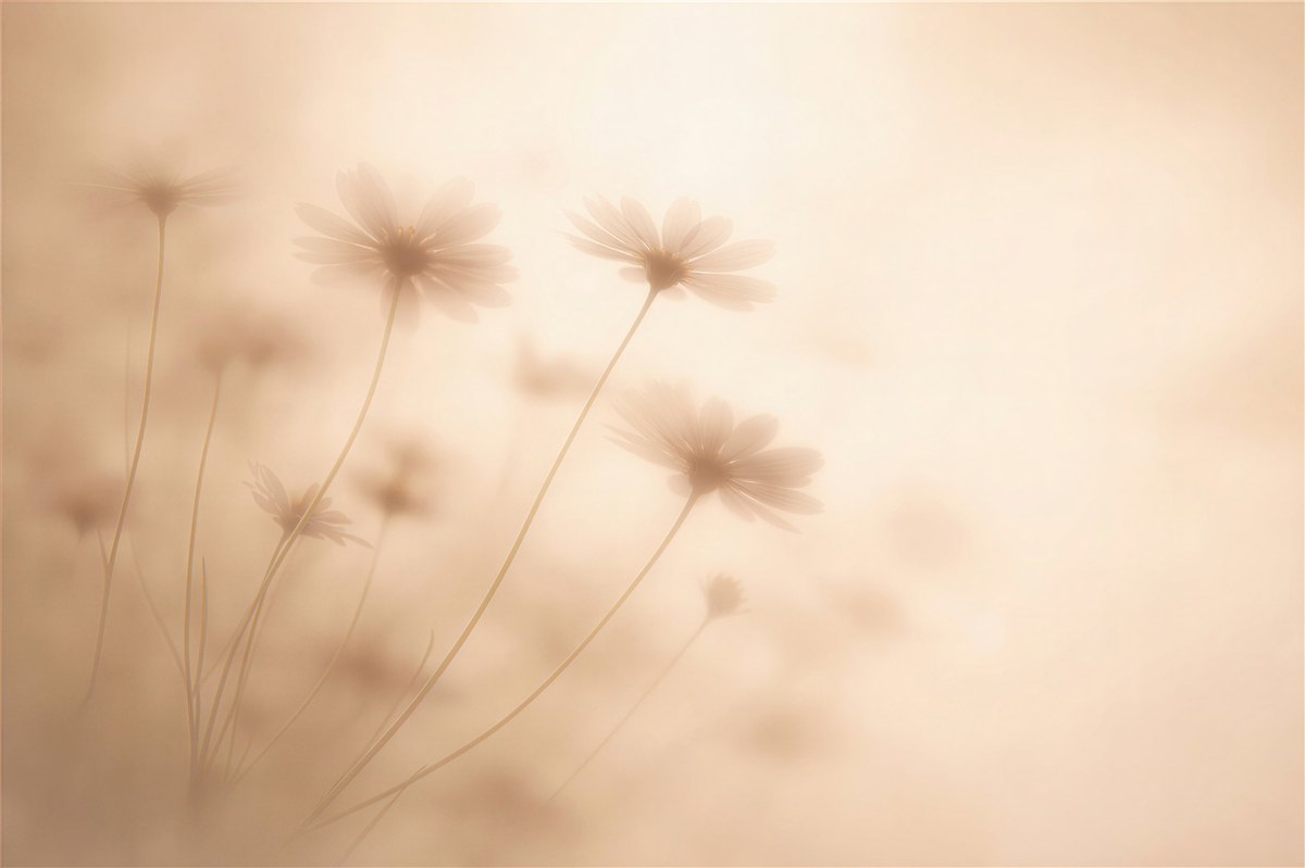 Fototapeten Nebelige Blumen im Morgengrauen