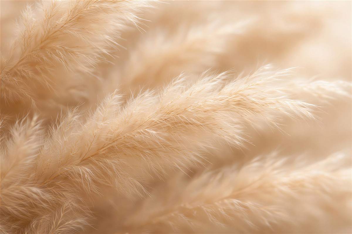 Fototapeten Beige Federn in sanfter Nahaufnahme