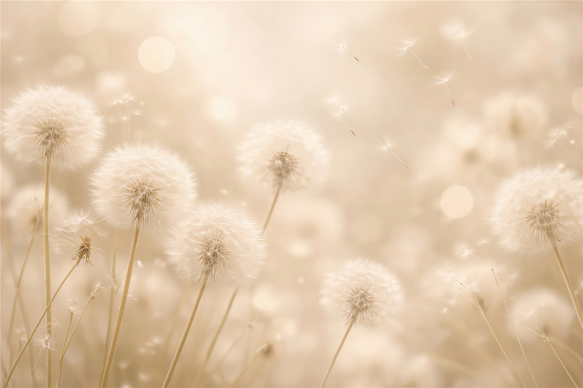 Fototapeten Goldene Pusteblumen im Glanz