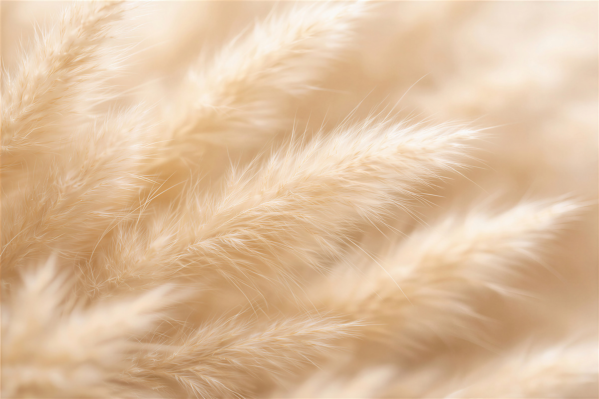 Fototapeten Flauschige Gräser im beigen Nebelschleier