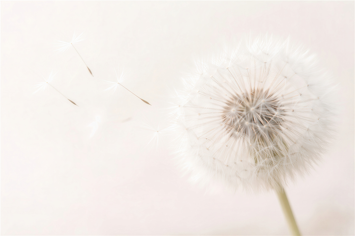 Fototapeten Zarte Pusteblume im leuchtenden Nebel