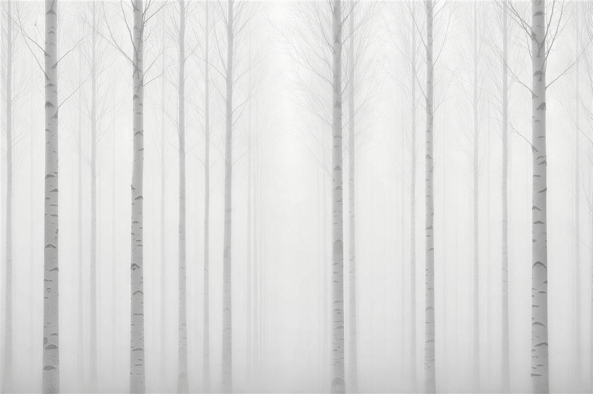 Fototapeten Birkenwald im Nebel