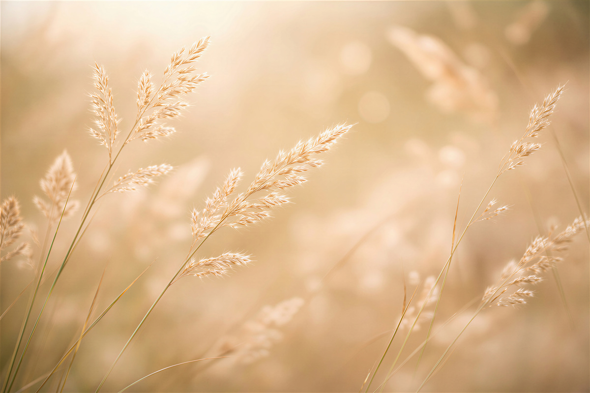 Fototapeten Goldene Gräser im Sonnenlicht