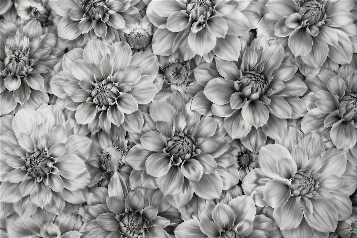 Fototapeten Monochrome Dahlien eleganter Garten