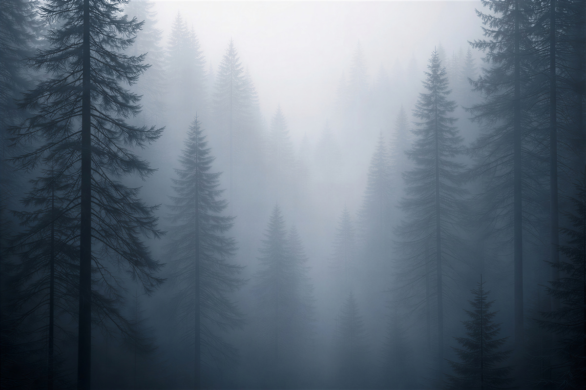 Fototapeten Geheimnisvoller, in Nebel gehüllter Wald