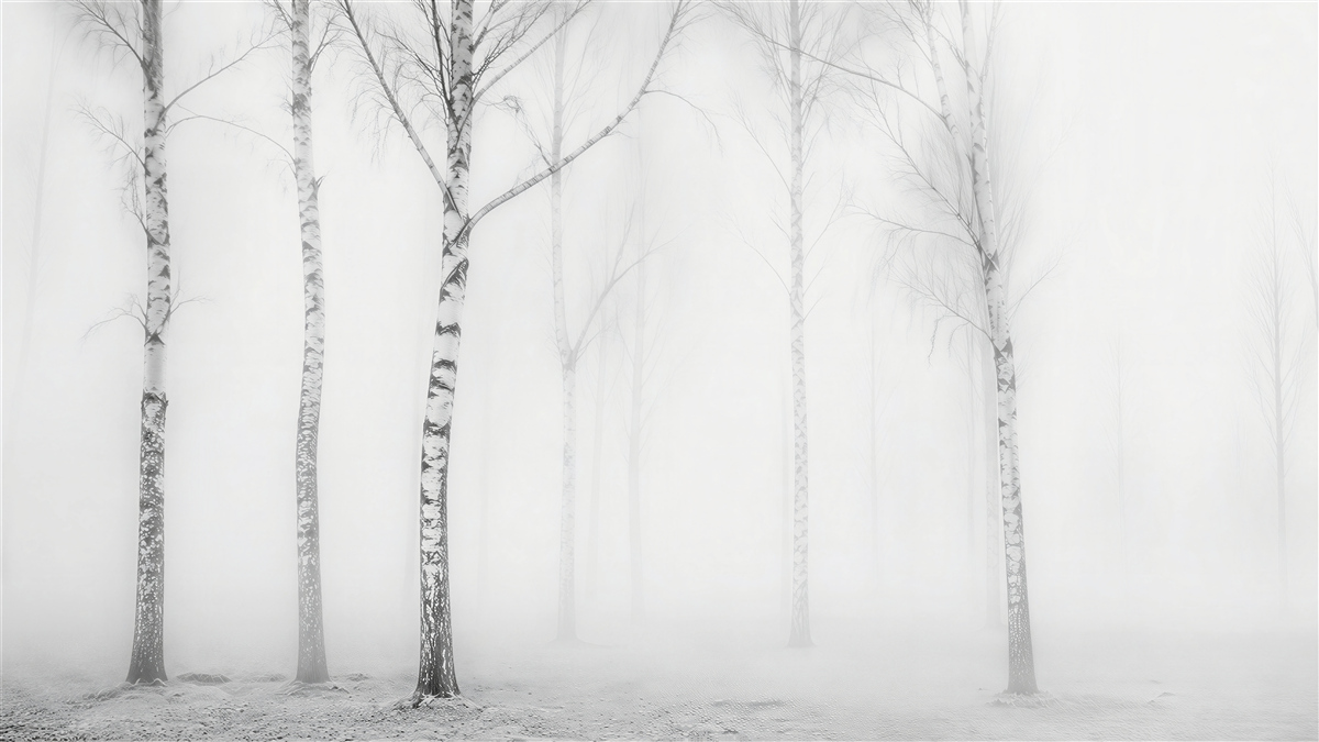 Fototapeten Birken im winterlichen Nebel