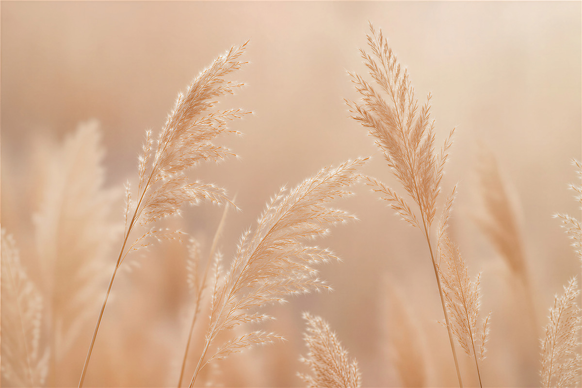 Fototapeten Beige Gräser im subtilen Licht