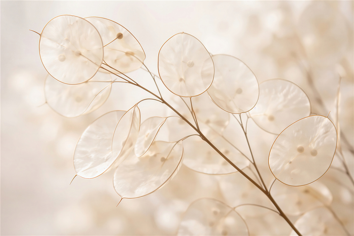 Fototapeten Zarte Lunaria im cremigen Schimmer