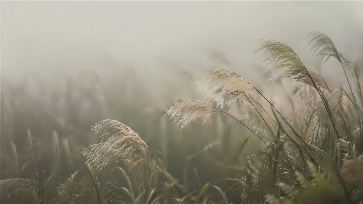 Fototapeten Gräser im Morgennebel
