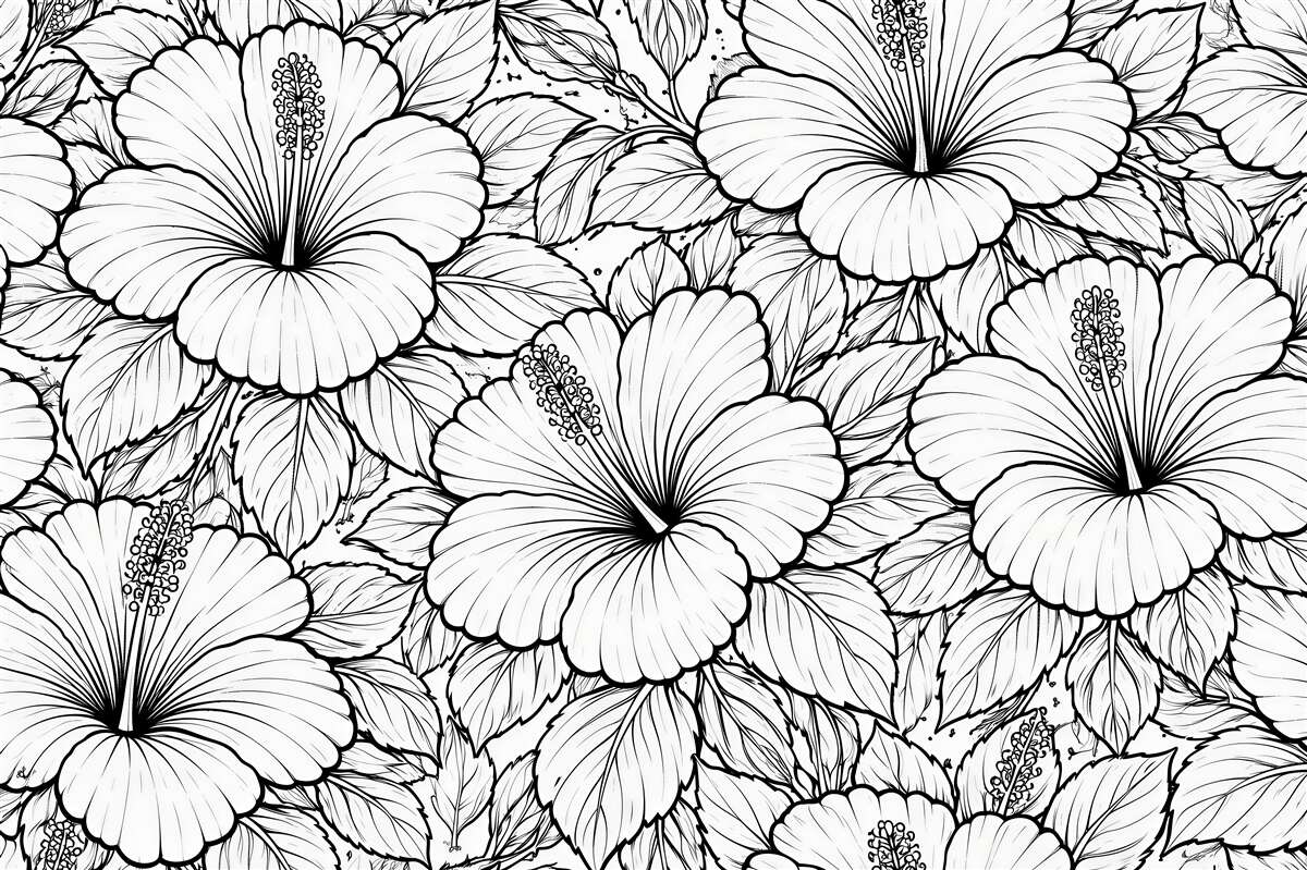 Fototapeten Hibiskusblüten in schwarz-weißer Kontur