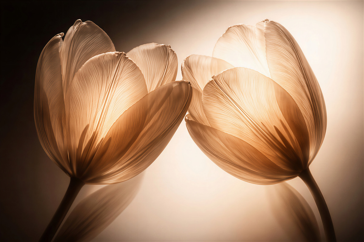 Fototapeten Goldene Tulpen in subtilem Glanz